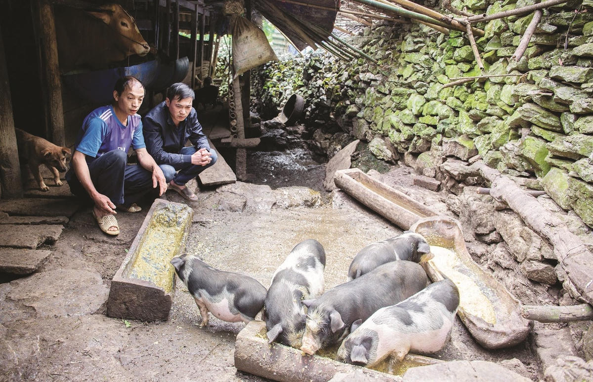 Mô hình chăn nuôi lợn tại xã Khâu Vai, tỉnh Tuyên Quang được hỗ trợ bằng nguồn vốn Chương trình Mục tiêu quốc gia 1719. Ảnh: Vũ Mừng