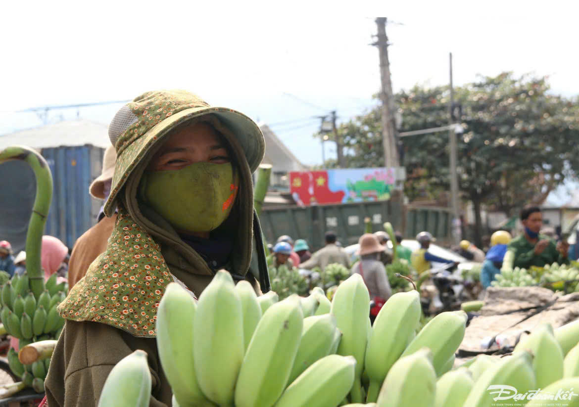 Nhiều mô hình giảm nghèo hiệu quả đã được nhân rộng như trồng chuối và cao su ở Quảng Trị. Ảnh: DDK