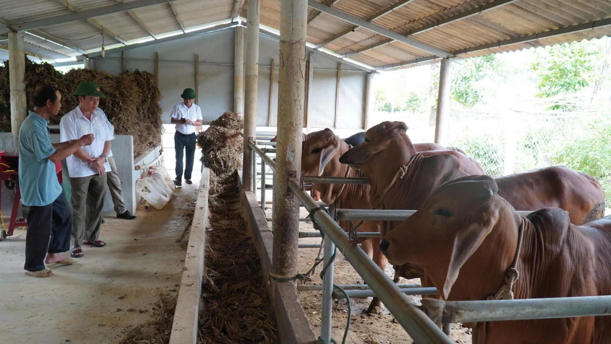 Chăn nuôi là thế mạnh trong sản xuất nông nghiệp của xã Hiếu Giang. Ảnh: QTO