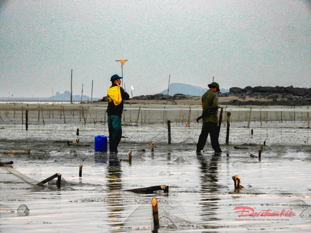 Hạng vạn cây cọc cắm xuống bãi triều bị chặt hạ. Ảnh: Đinh Hùng.
