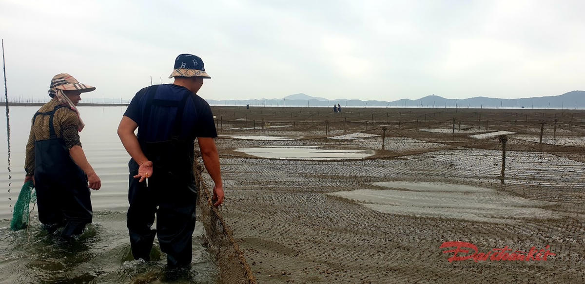 Một chủ bãi cho thuê khu nuôi hến hoa xác nhận với PV, nếu muốn nuôi phải dùng thuốc hoá chất diệt cua, ghẹ. Ảnh: Nguyễn Quý.