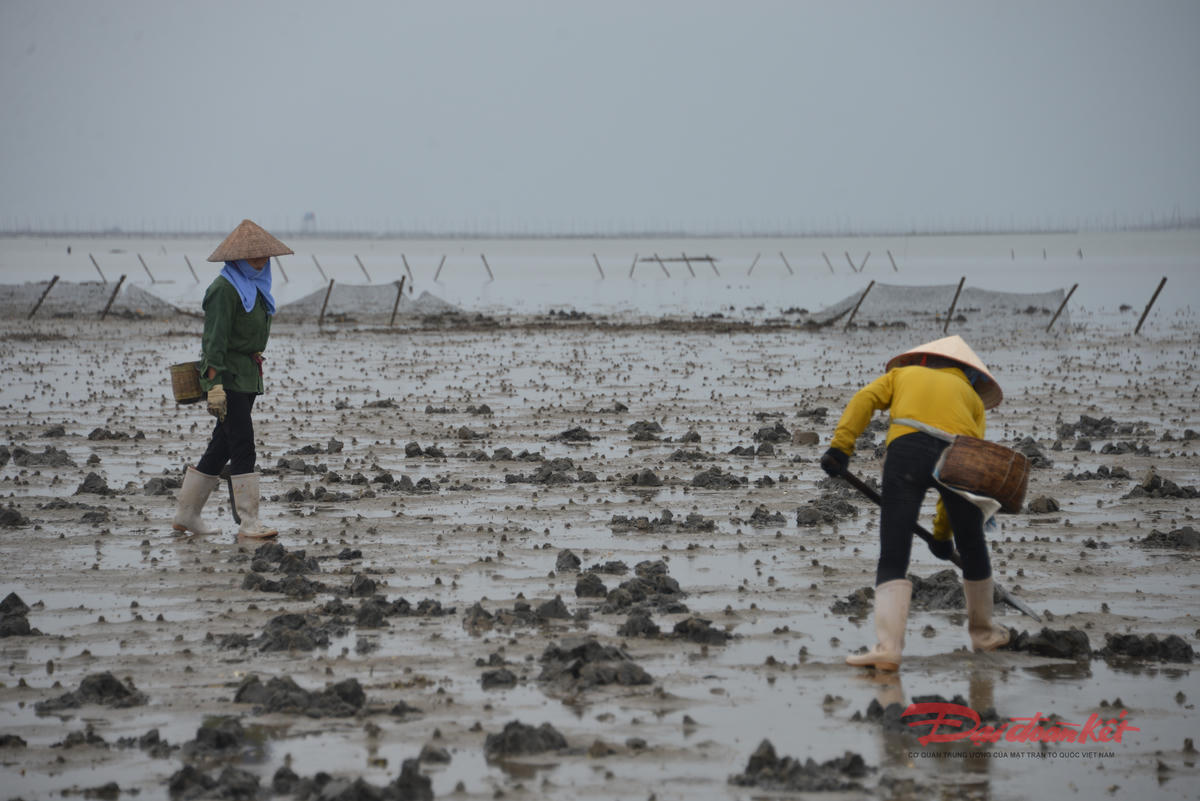 Người làm nghề đào sá sùng trên bãi triều Quảng Minh (xã Quảng Hà) lo lắng trước thực trạng biển bị "đầu độc", thuỷ hản sản ngày càng khan hiếm. Ảnh: Nguyễn Quý.