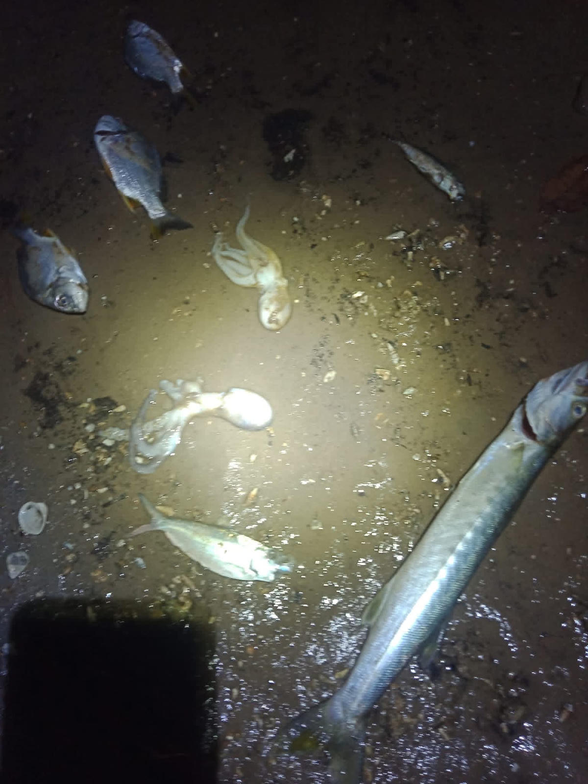 Hải sản chết bất thường dạt vào bờ biển xã Quảng Hà. Ảnh: Người dân cung cấp.