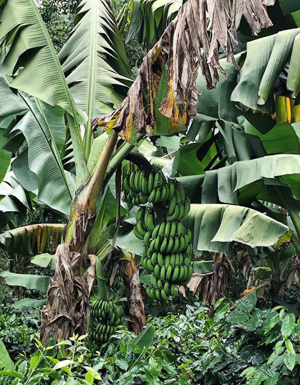 Cây chuối già lùn được người dân địa phương gọi là "cây xóa nghèo". Ảnh: N.D.