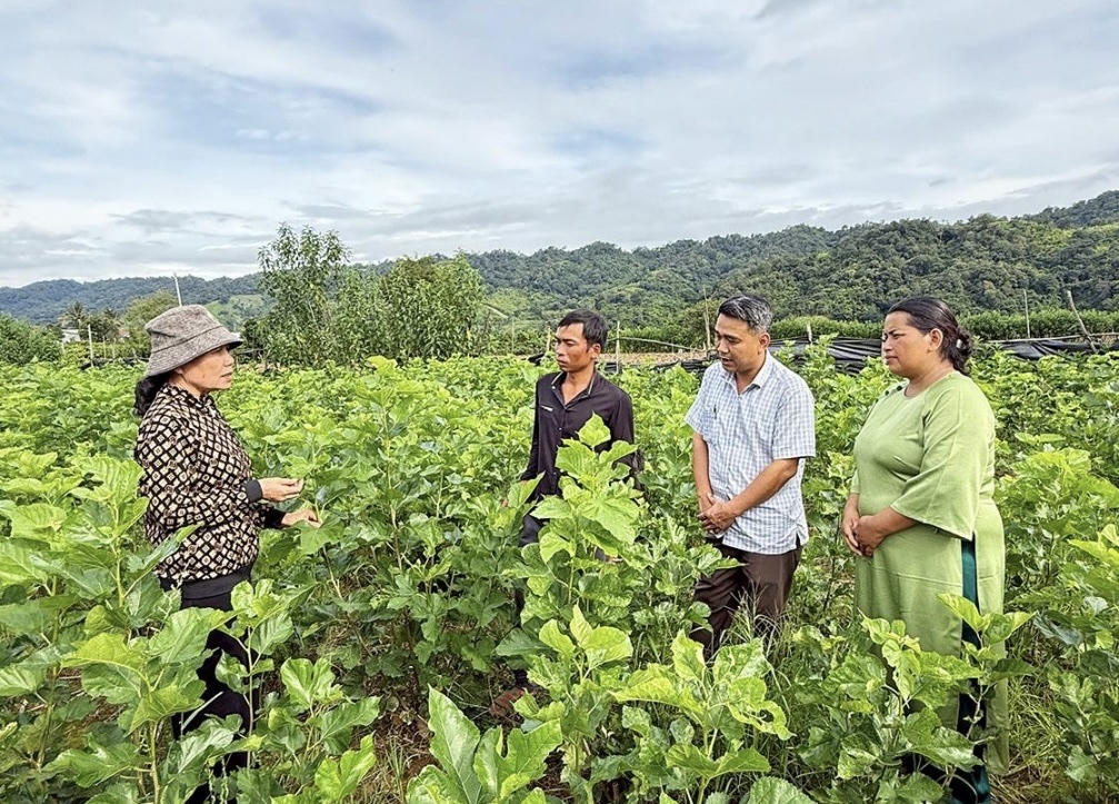 Người dân xã Nam Ka chia sẻ kinh nghiệm mô hình trồng dâu nuôi tằm nhằm phát triển kinh tế để thoát nghèo. Ảnh: T.X