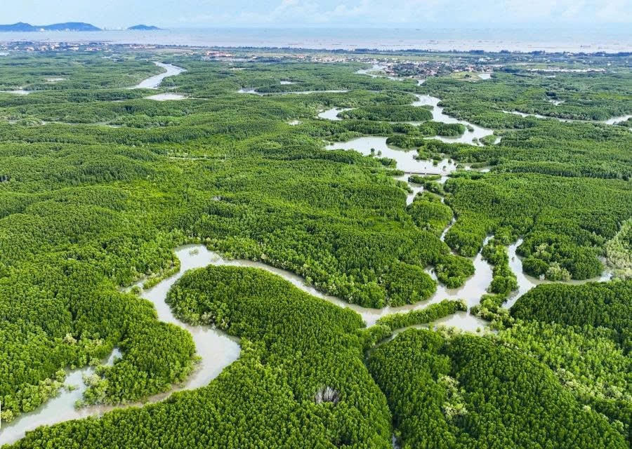 Rừng ngập mặn giàu tiềm năng carbon xanh. Ảnh: Hạ Anh.