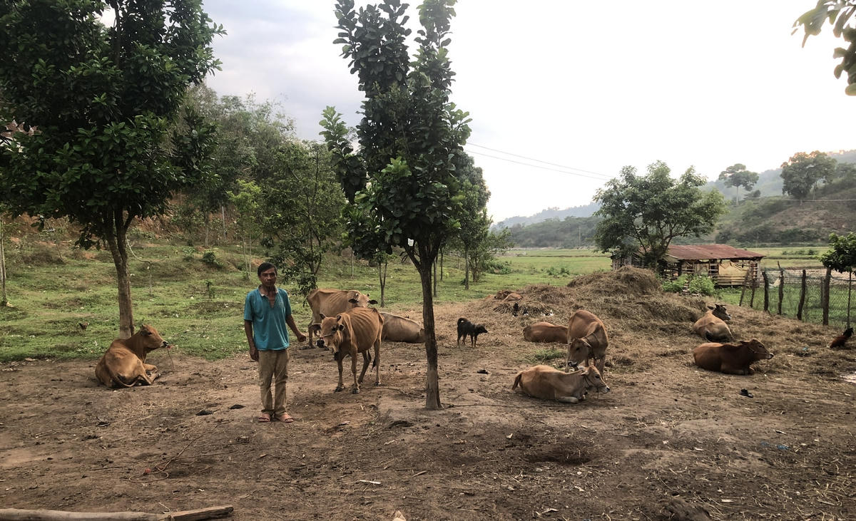 Mô hình chăn, nuôi bò ở buôn Tusria, Nam Ka. Ảnh: namka.daklal.gov