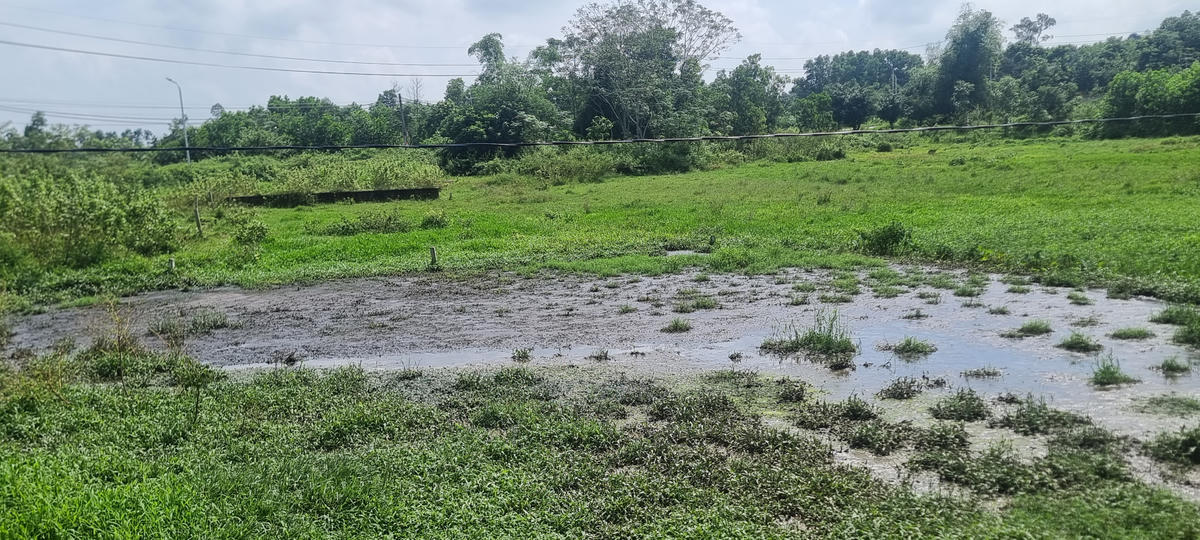 Nhiều thửa ruộng tiếp giáp với khu trại lợn bị ảnh hưởng bởi nước thải. Ảnh: Minh Quân. 