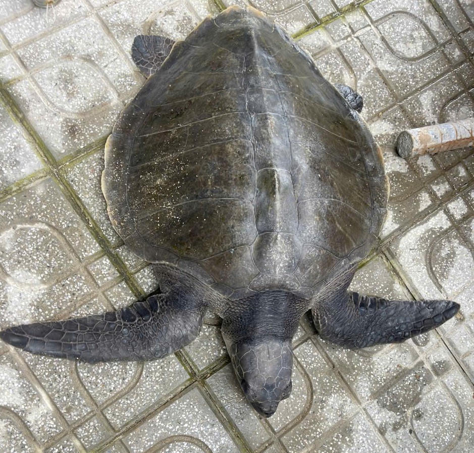 Con đồi mồi dứa quý hiếm được thả về lại biển. Ảnh: CV.