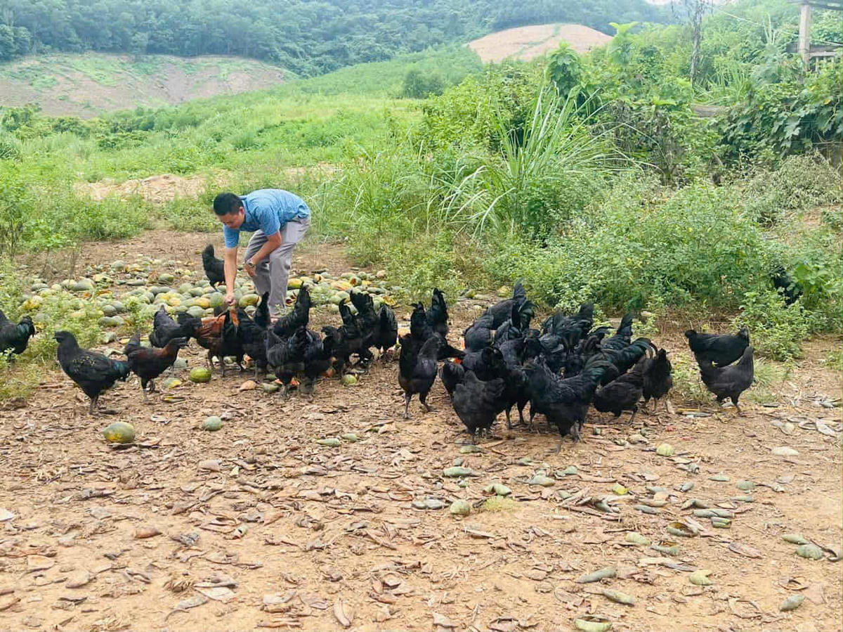 Nuôi gà H’Mông theo quy trình an toàn sinh học