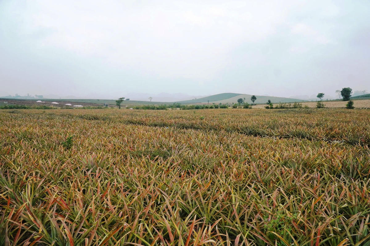 Có khoảng 300ha dứa của người dân phường Quang Trung bị vàng lá, thối thân và chết mà chưa rõ nguyên nhân. Ảnh: Nguyễn Chung.