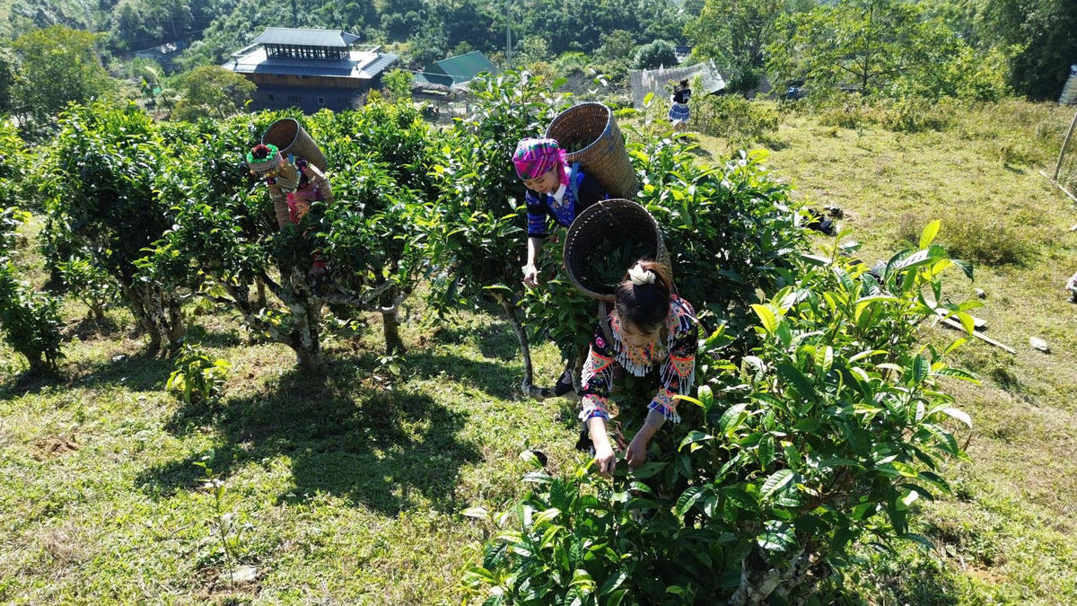 Lào Cai: Đồng bộ chính sách để nâng cao đời sống đồng bào dân tộc thiểu số