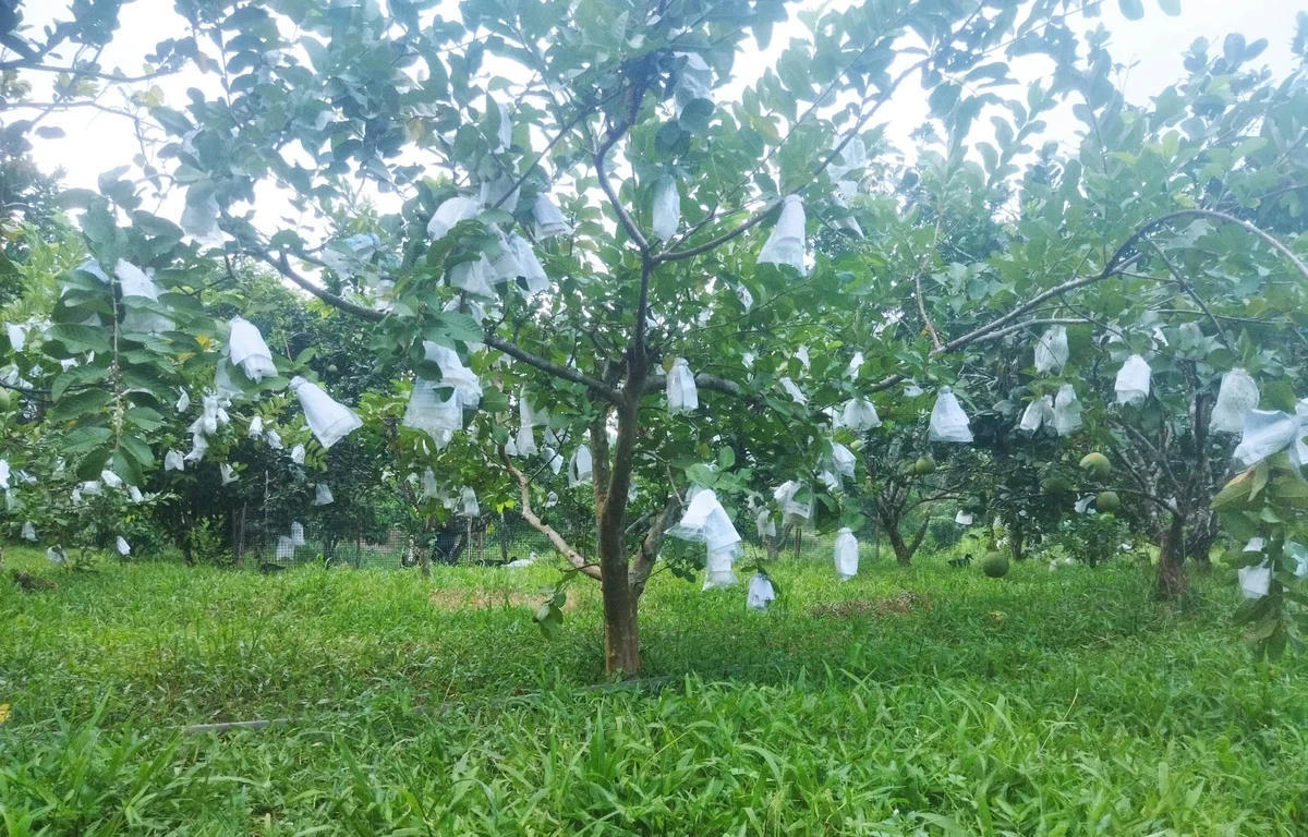 Một số người dân ở vùng cao Bình Điền tận dụng điều kiện tự nhiên sẵn có,&nbsp; đã mạnh dạn chuyển đổi mô hình phát triển kinh tế, vươn lên làm giàu trên chính mảnh đất quê hương. Ảnh: V.D.