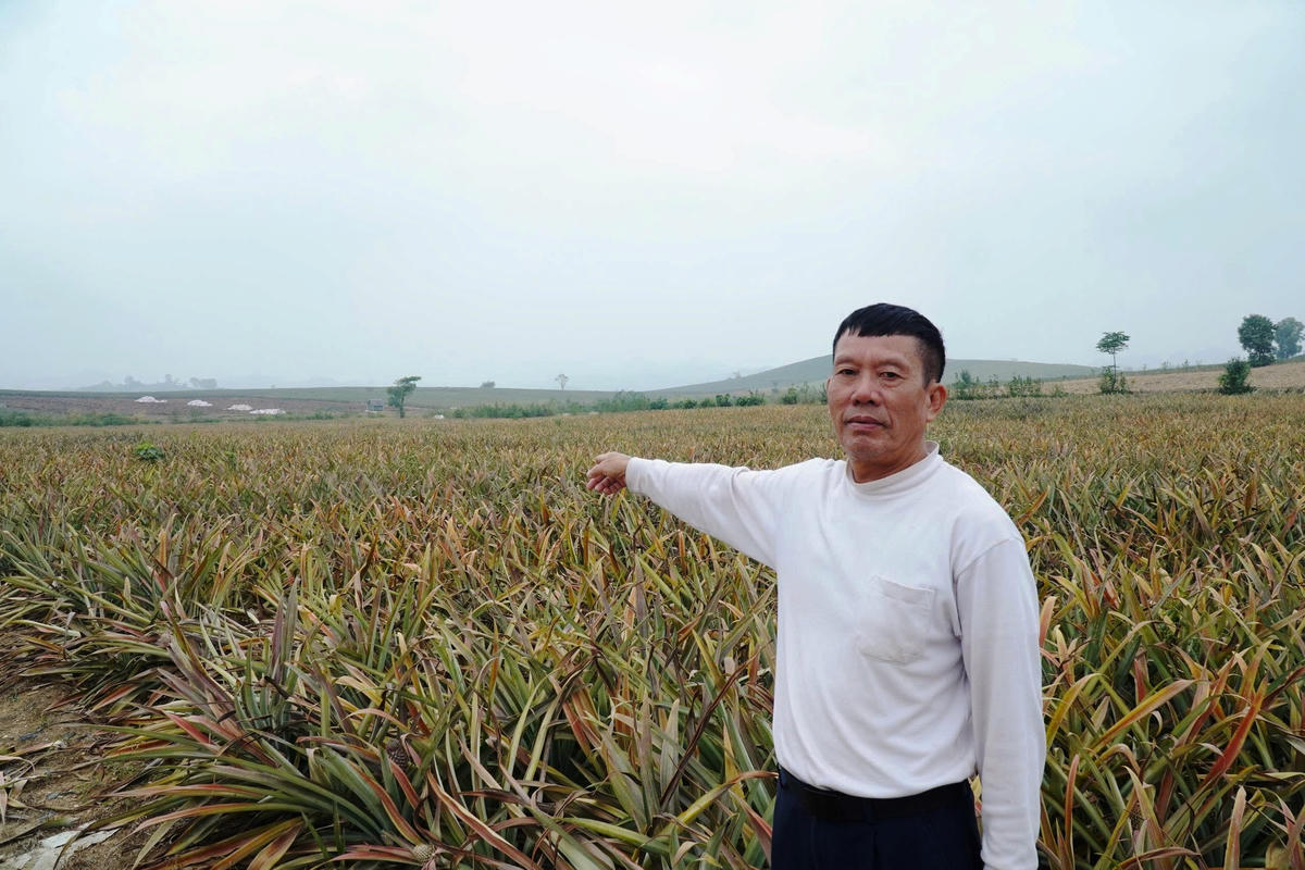 Toàn bộ diện tích hơn 2ha dứa của gia đình ông Lê Văn Cường đã không thể cứu vãn. Ảnh: Nguyễn Chung.