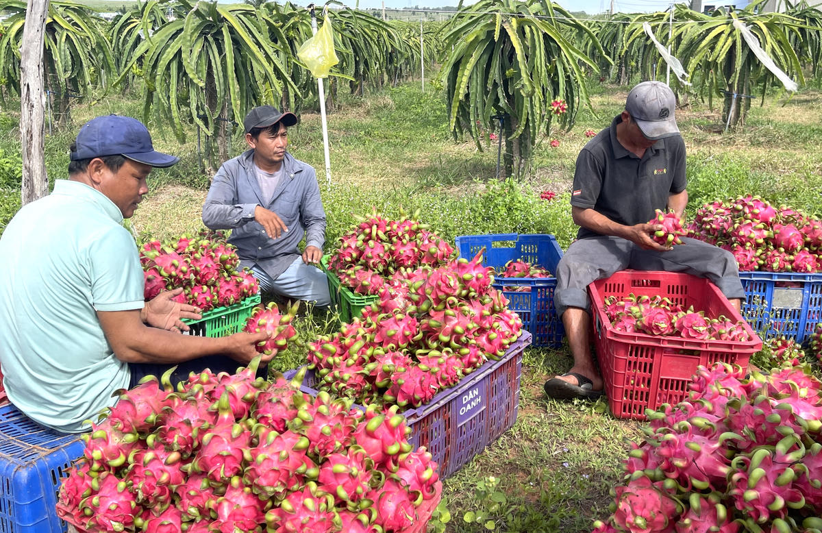 Nông dân vui mừng vì trái cây tăng giá 