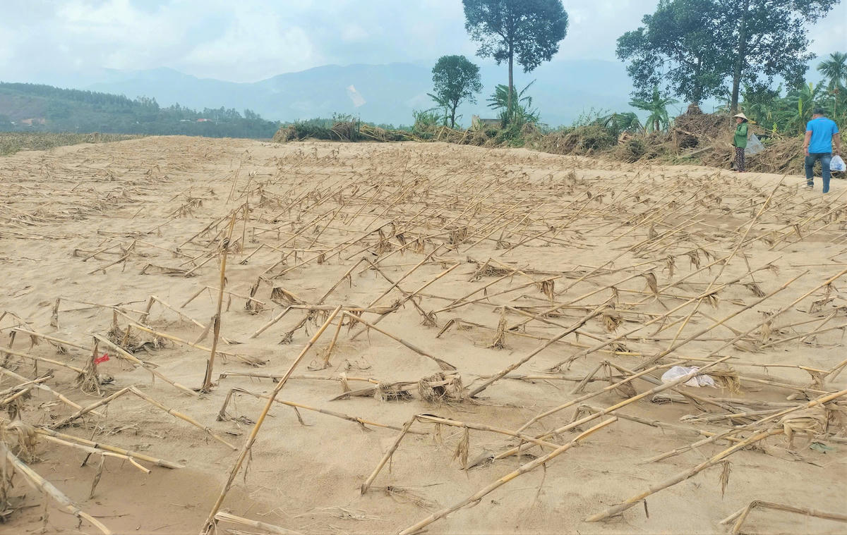 Nhiều diện tích đất canh tác hoa màu của người dân xã Hà Nha bị cát bồi lấp. Ảnh: Tấn Thành.
