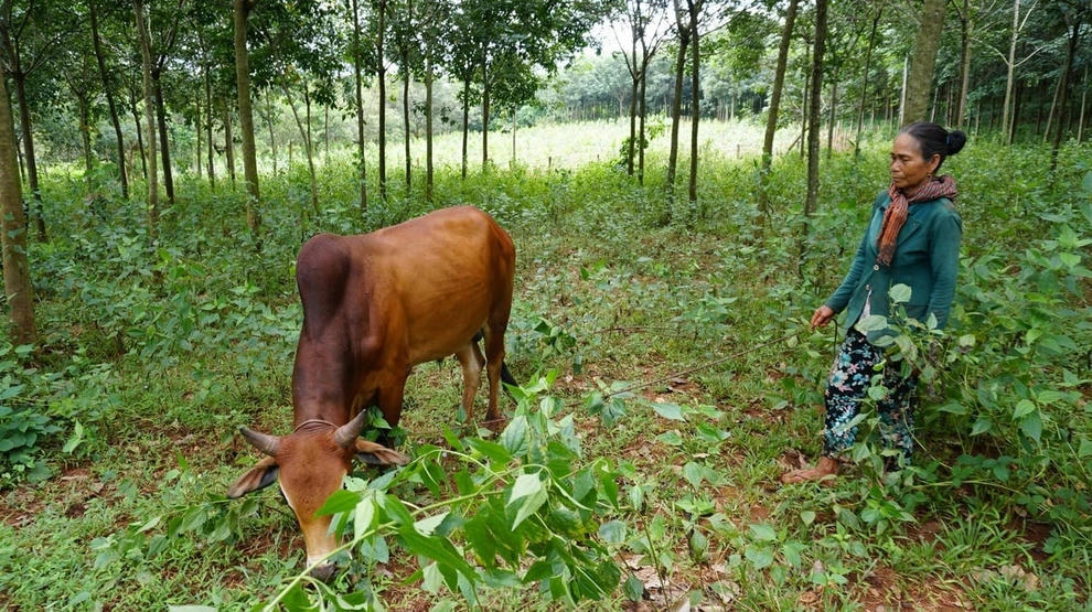 Nhờ được hỗ trợ sinh kế, đồng bào dân tộc thiểu số Đồng Nai chủ động lao động sản xuất để thoát nghèo bền vững (Ảnh: Trần Trung).