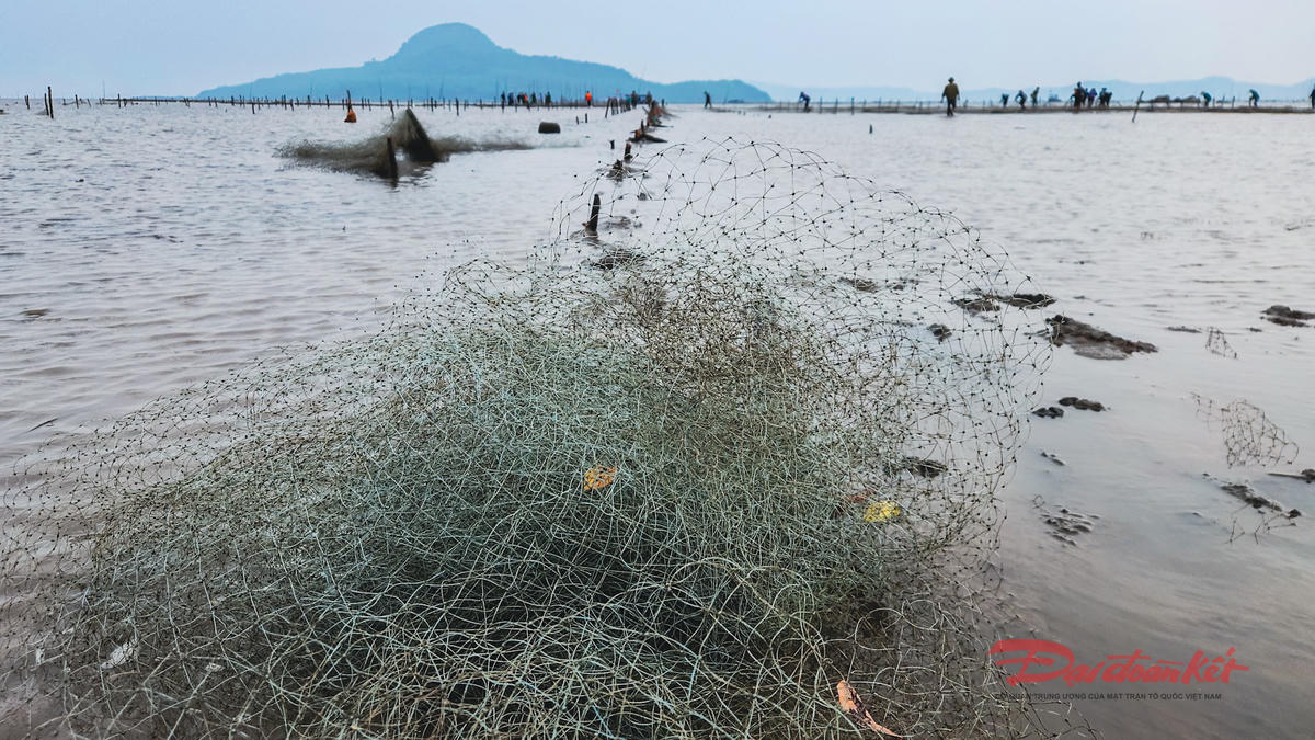 Chiều 5/12, 25 ha cọc, lưới vây đã được tháo dỡ, xử lý. Ảnh: Đinh Hùng.