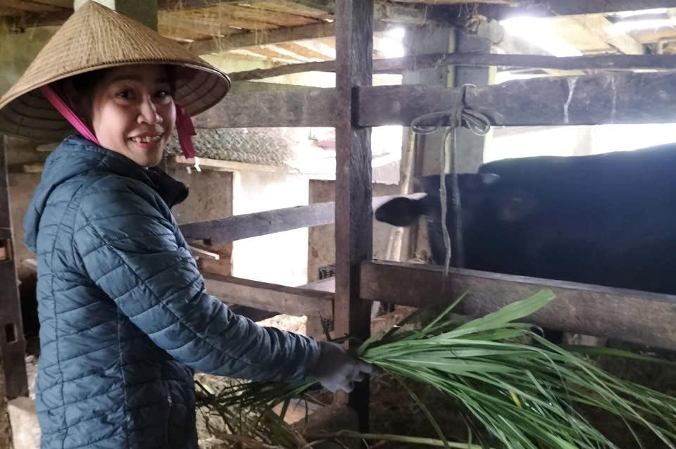 Nhờ tiếp cận thông tin  Nguyễn Thị Thắm buôn Dhăm 2, xã Đắk Phơi (Đắk Lắk) đã chăm sóc đúng kỹ thuật, lứa bò đầu tiên mang lại cho gia đình chị 10 triệu đồng, lứa thứ hai thu 22 triệu đồng từ vốn vay ngân hàng chính sách. Ảnh: dakphoi.daklak.gov.vn