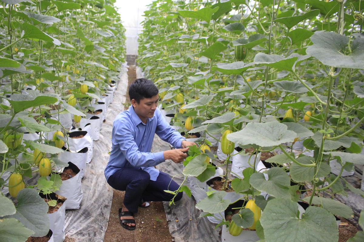 Người dân xã Tân Uyên (tỉnh Lai Châu) phát triển nông nghiệp hàng hóa tập trung mang lại thu nhập cao.	