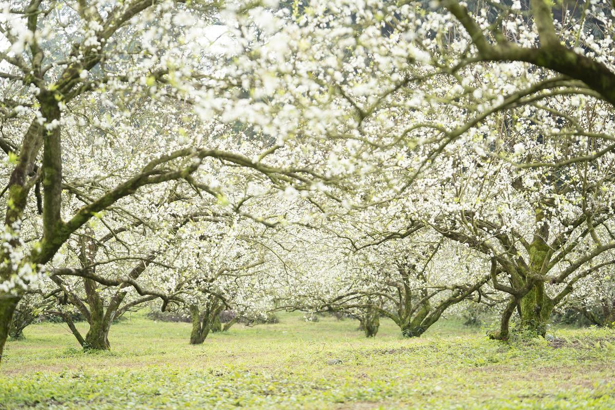 Để có được những triền đồi hoa Mận nở sớm, người dân trên cao nguyên Mộc Châu đã áp dụng kỹ thuật mới giúp hoa nở sớm hơn khoảng một tháng.