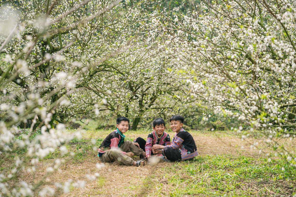 Trẻ em đồng bào Mông tại Mộc Châu chơi đùa dưới vườn Mận.
