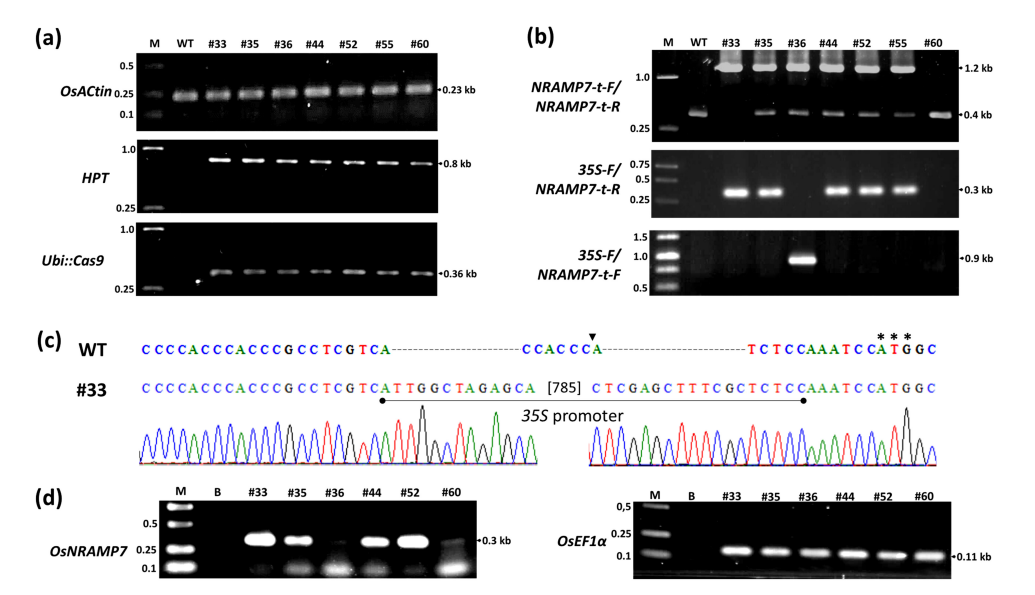 Đặc điểm phân tử của dòng lúa TBR225 chuyển gen T0..