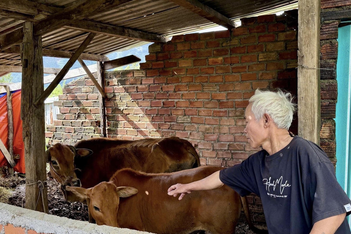 Nhờ được cấp bò giống và kịp thời nắm bắt thông tin về kỹ thuật chăn nuôi từ chương trình giảm nghèo bền vững, gia đình ông Trần Trung Tám (thôn 1, xã Hòa Sơn, Đắk Lắk) đã có thu nhập ổn định và chính thức thoát nghèo. Ảnh: NG