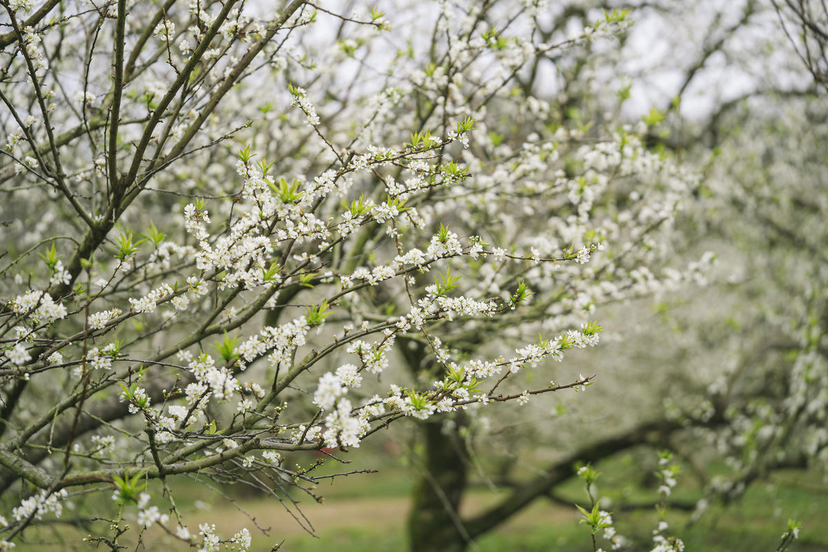 Hoa Mận bung nở tuyệt đẹp đã tạo nên bức tranh cảnh vật nức lòng du khách.