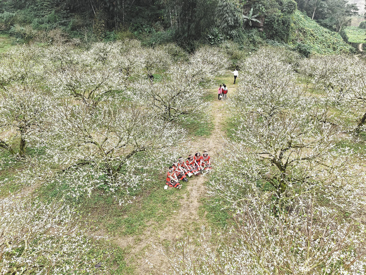 Sắc trắng của hoa Mận nở sớm đã tạo nên khung cảnh tinh khôi, lãng mạn như trong tranh vẽ khiến bất cứ ai đặt chân tới đây cũng phải ngỡ ngàng.