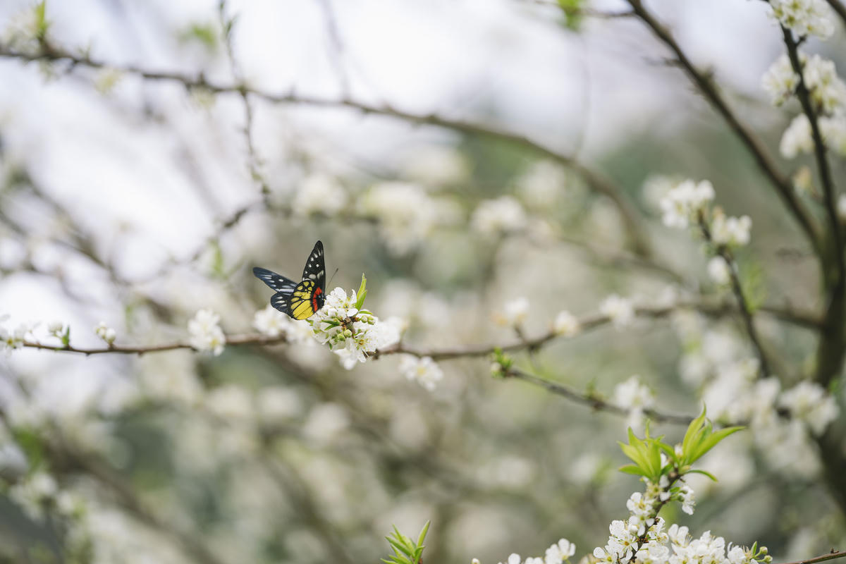 Theo quy luật cuối tháng 1 đến tháng 2 hàng năm là thời điểm hoa Mận trên cao nguyên Mộc Châu bắt đầu nở rộ, tuy nhiên với việc áp dụng kỹ thuật một số vườn tại Mộc Châu hoa đã bung nở. Đến thời điểm này, một số vườn Mận nở sớm đang ở độ đẹp. Những bông hoa nhỏ trắng chi chít trên những cành Mận lâu năm tạo nên một vẻ đẹp đậm chất núi rừng. Theo các chủ hộ kinh doanh ở đây những ngày cuối tuần, lượng khách lên tới trên vài trăm người/ngày đến check in chụp ảnh, giá dao động khoảng 30 đến 50.000đ/người. 
