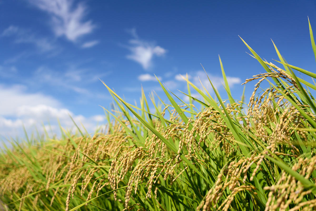 Mẫu lúa được chỉnh sửa bằng công nghệ CRISPR/Cas9 cho thấy khả năng tăng tích lũy sắt, kẽm và giảm hấp thu cadmium theo kết quả phân tích độc lập.