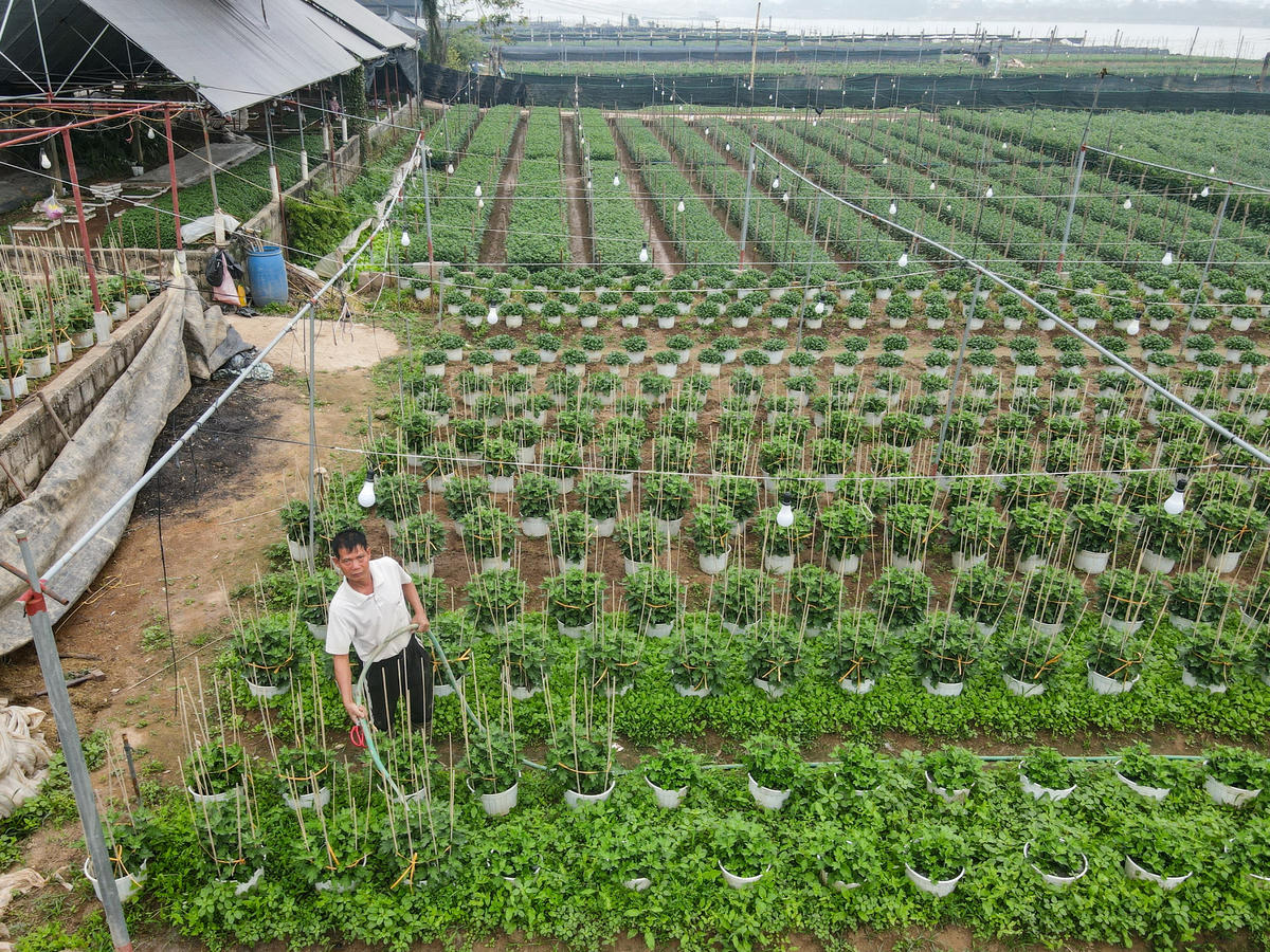 Những người nông dân làm việc miệt mài trên ruộng hoa Mỹ Tân dịp cuối năm. Ảnh: Đình Minh