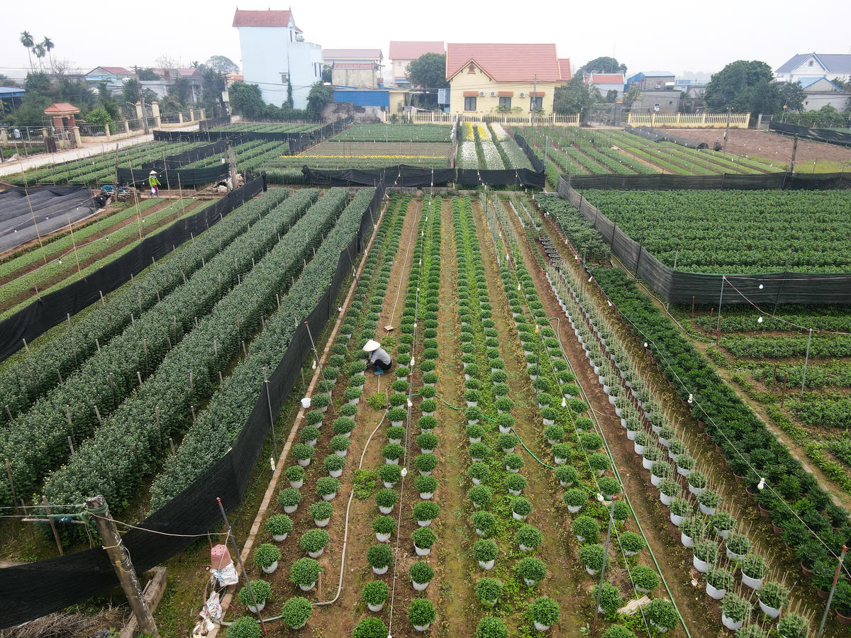 Người dân ở làng hoa Mỹ Tân gượng dậy sau bão, chuẩn bị hoa cho vụ Tết. Ảnh: Đình Minh