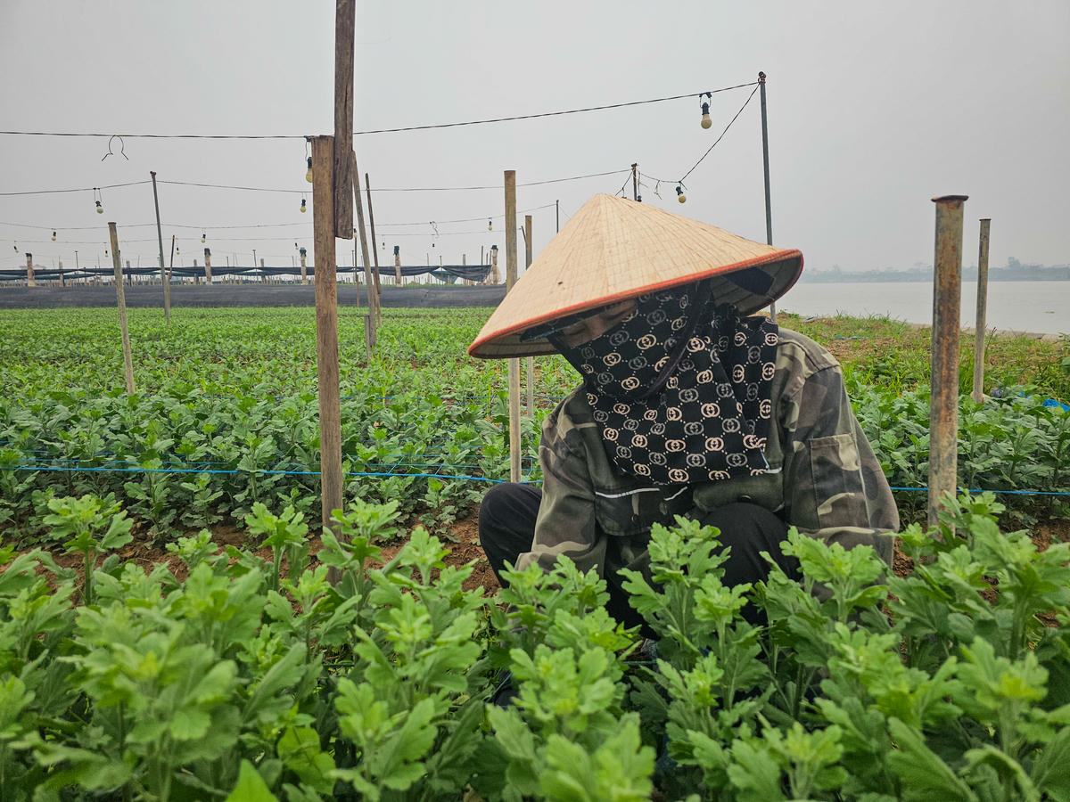 Người dân phường Thiên Trường mong muốn thời tiết thuận lợi để hoa sinh trưởng, phát triển tốt, kịp thu hoạch trước Tết âm lịch 2026. Ảnh: Đình Minh