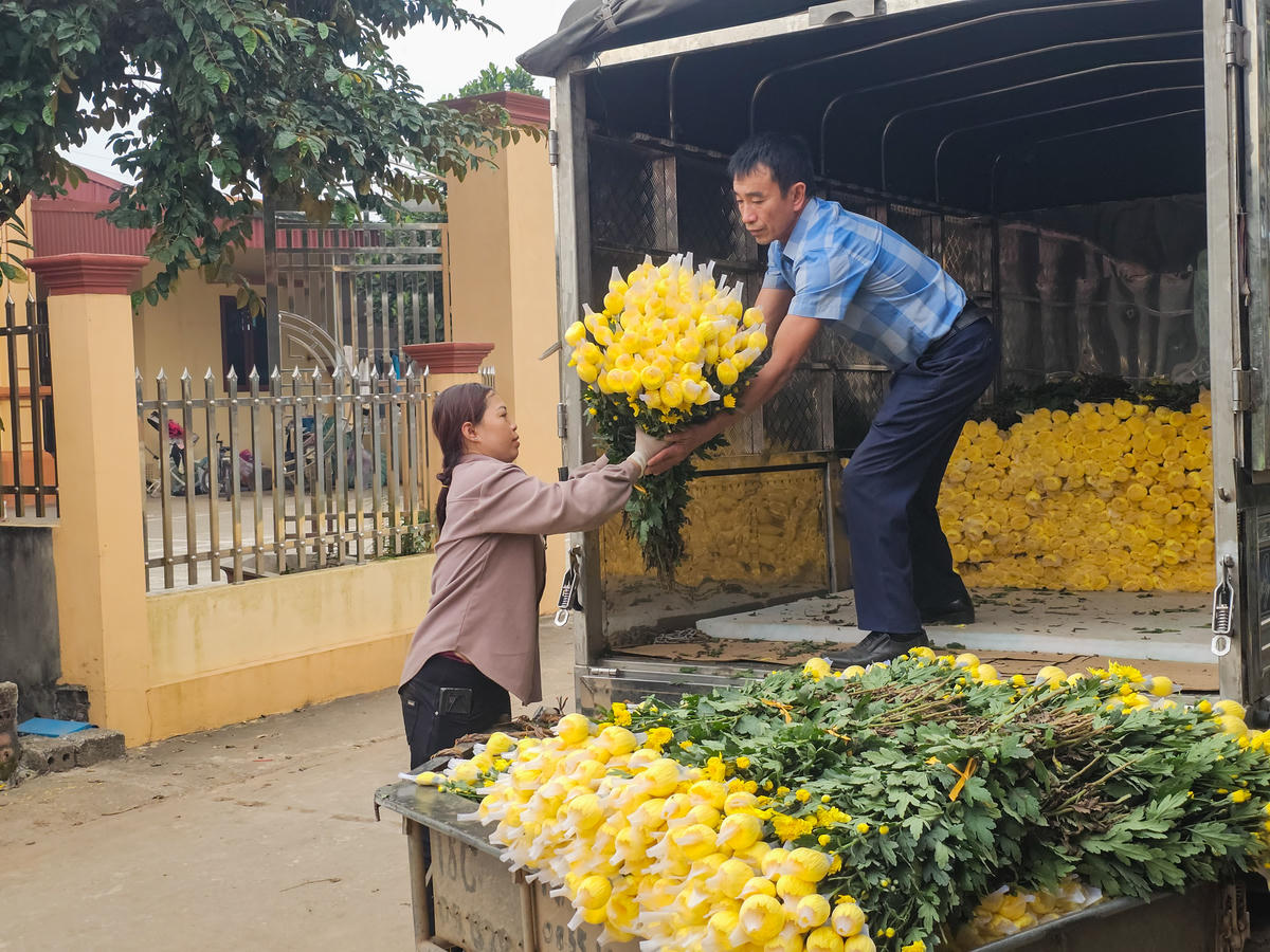 Hoa cúc vàng đang được thương lái thu mua ở Thiên Trường ngay từ thời điểm này. Ảnh: Đình Minh