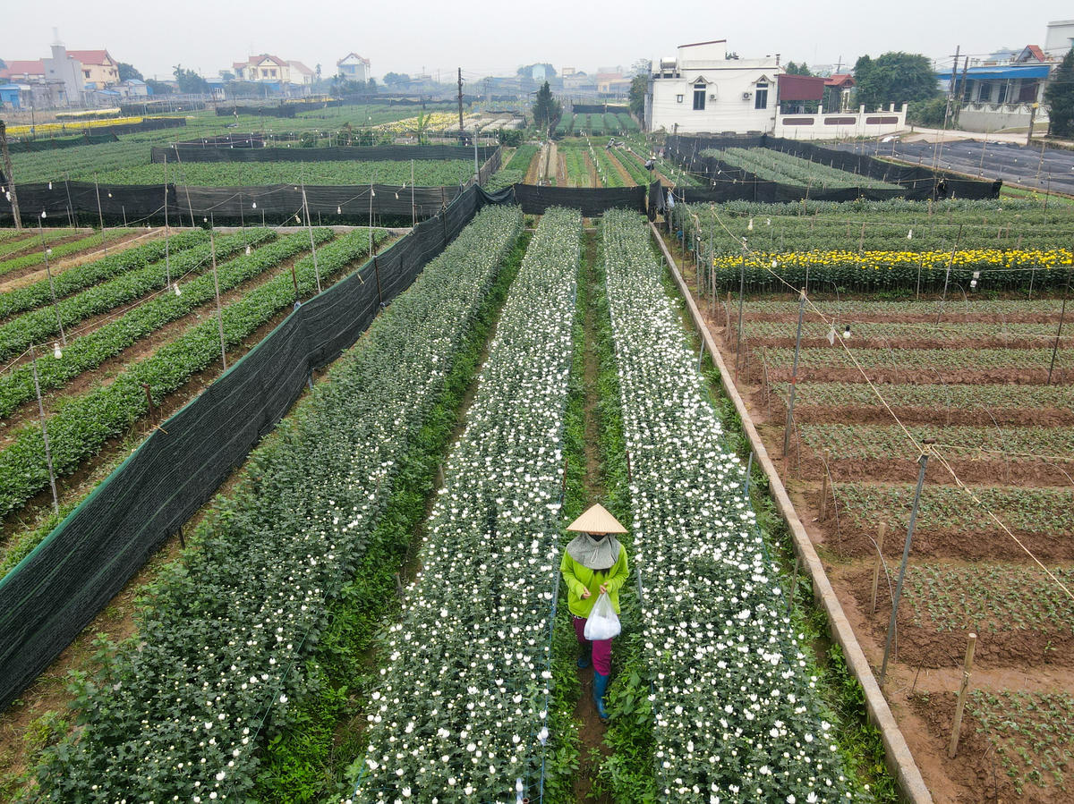 Ở nhiều khu vực cao ráo, không bị ngập, các giống hoa của người dân vẫn phát triển tốt, kịp cung ứng cho thị trường Tết 2026. Ảnh: Đình Minh