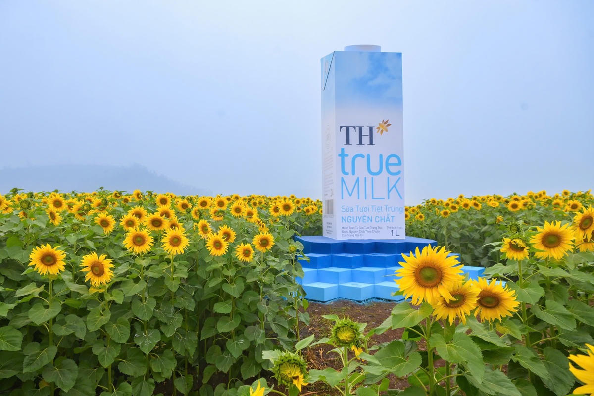 Hơn 10 điểm check-in duyên dáng trên cánh đồng hoa sẽ giúp khách tham quan có thêm những bức ảnh xinh tươi nhất.