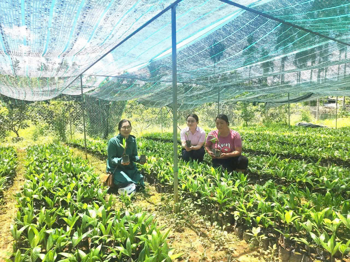 Nhờ nguồn vốn vay ưu đãi của NHCSXH giúp nhiều người dân ở các xã miền núi thành phố Huế vươn lên thoát nghèo. Ảnh: H.L.