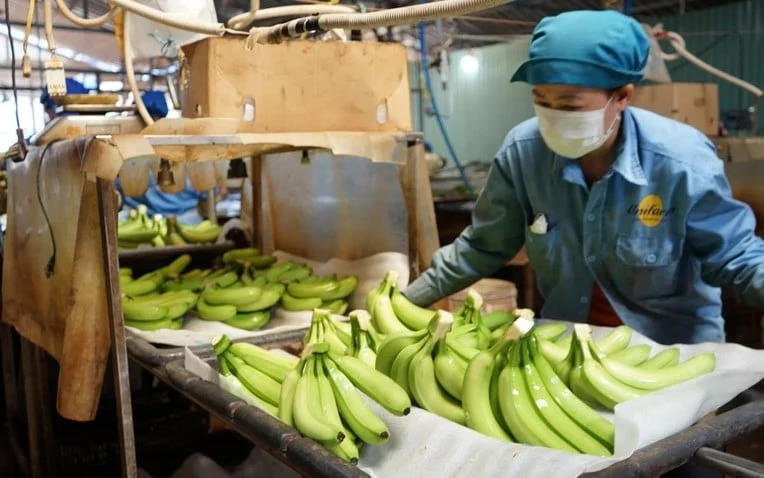 Chuối là một trong 14 cây ăn trái chủ lực của Việt Nam. Ảnh: Nguyễn Lương.