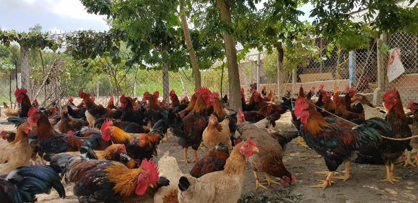 Mô hình nuôi gà giúp nhiều hộ dân Hà Tĩnh thoát nghèo. Ảnh minh họa: nhandan.vn