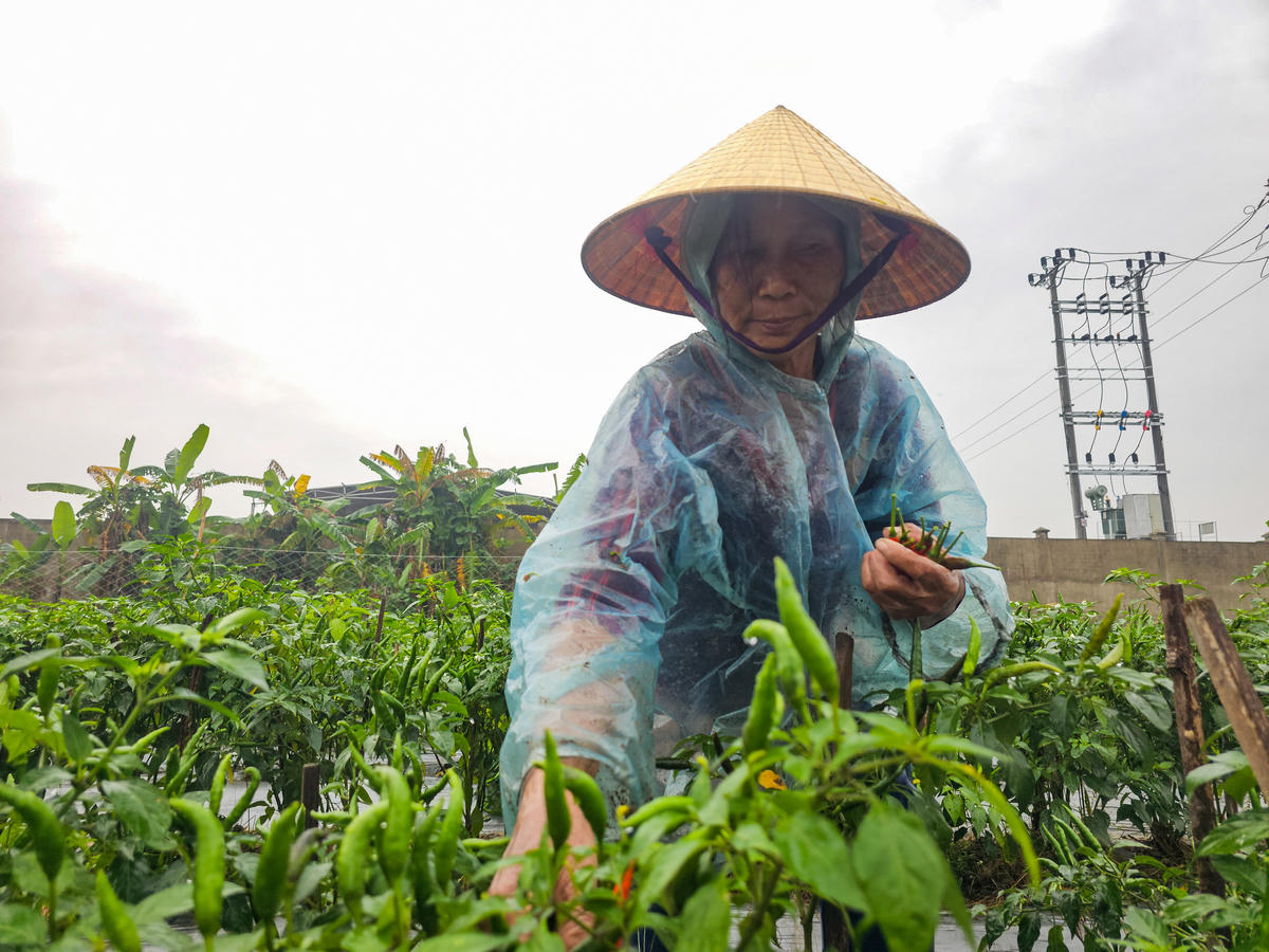 Gia đình bà Trịnh Thị Oanh năm nay trồng 2 sào ớt. Ảnh: Đình Minh