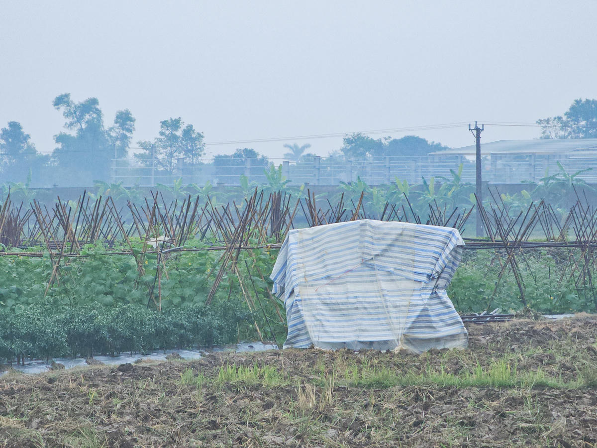 Người dân dựng lán tạm, thay nhau trông coi cánh đồng ớt. Ảnh: Đình Minh