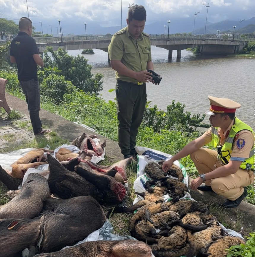 Lực lượng chức năng kiểm tra số động vật không rõ nguồn gốc trên xe khách&nbsp;BKS: 74H-010.xx. Ảnh: CV.