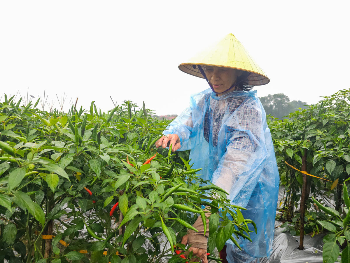 Bà Năm nhẩm tính thu về hơn 150 triệu đồng sau vụ ớt cuối Đông. Ảnh: Đình Minh