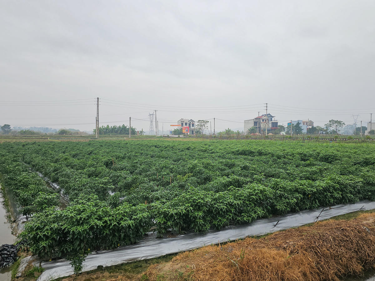 Vùng trồng ớt tại xã Định Tân. Ảnh: Đình Minh