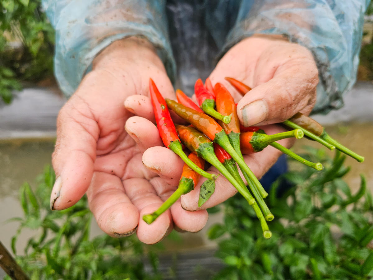 Ớt chín được thu mua với giá 100.000 đồng/kg. Ảnh: Đình Minh