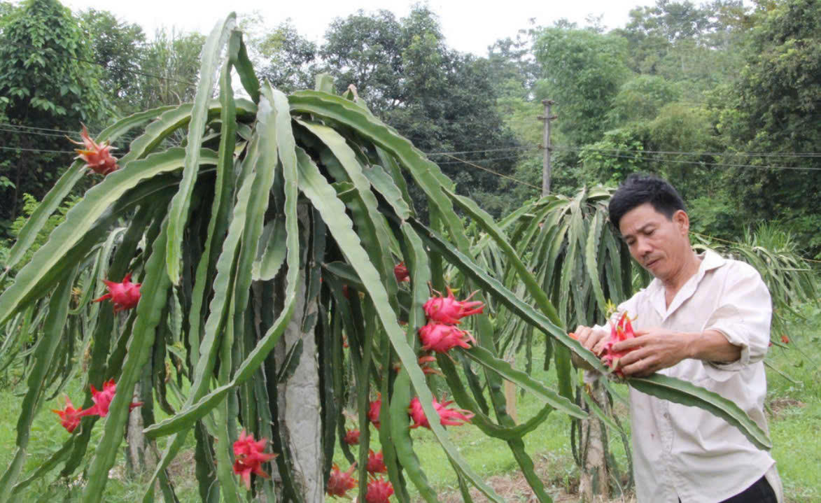 Nông dân địa phương từ tiếp cận được thông tin hữu ích, chủ động xây dựng mô hình phát triển kinh tế gia đình hiệu quả, thu nhập ổn định. Ảnh: Vân Thảo