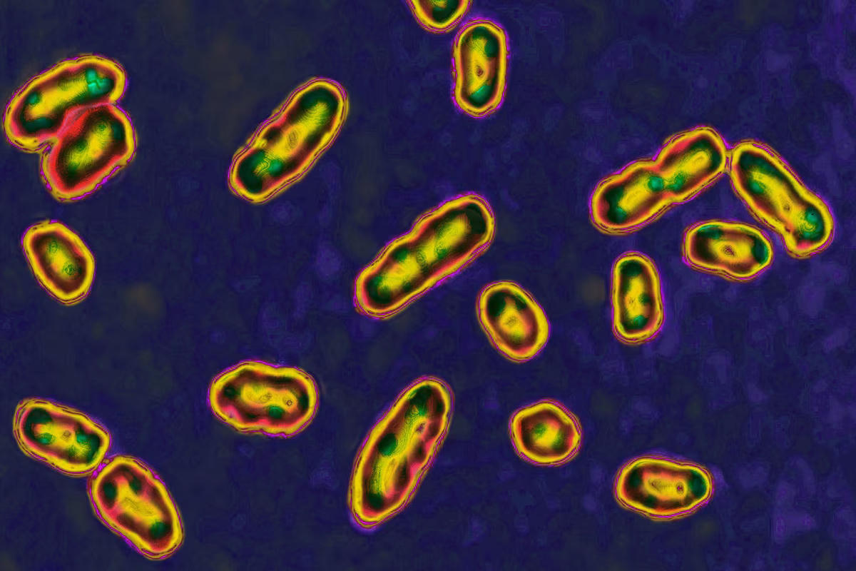 Núi lửa phun trào có thể đã khởi nguồn Cái Chết Đen