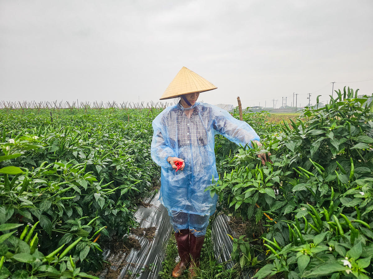 Ruộng ớt nhà bà Nguyễn Thị Năm phát triển tốt, ít sâu bệnh. Ảnh: Đình Minh